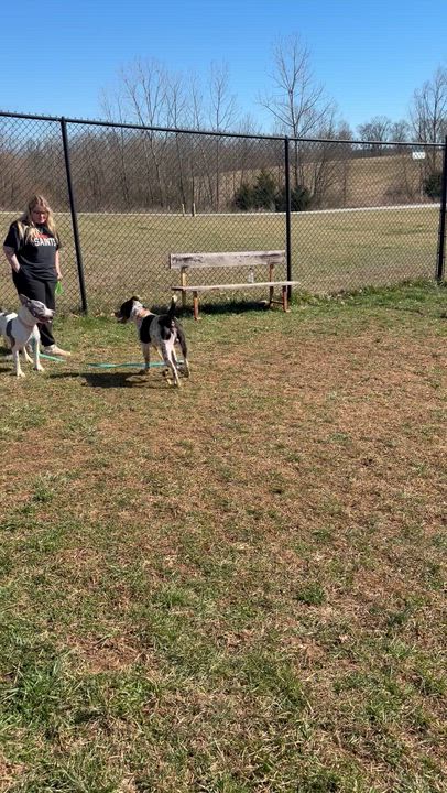 Enlarge Buddy, a ADOPTABLE mixed breed in Lebanon, TN video 5/5