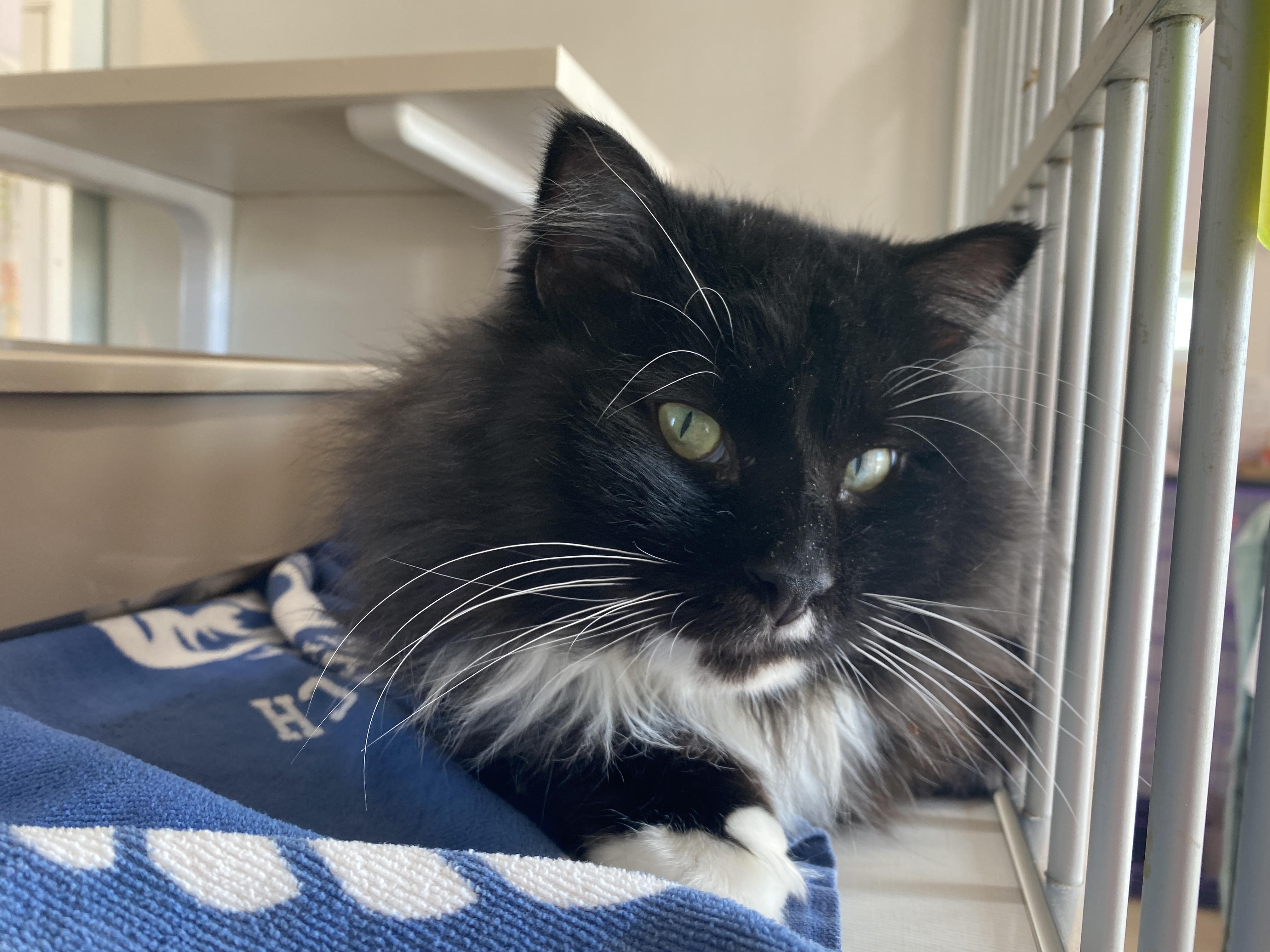 Enlarge Inspector Rokugu, an adopted Domestic Medium Hair in Salisbury, MA image 4/5