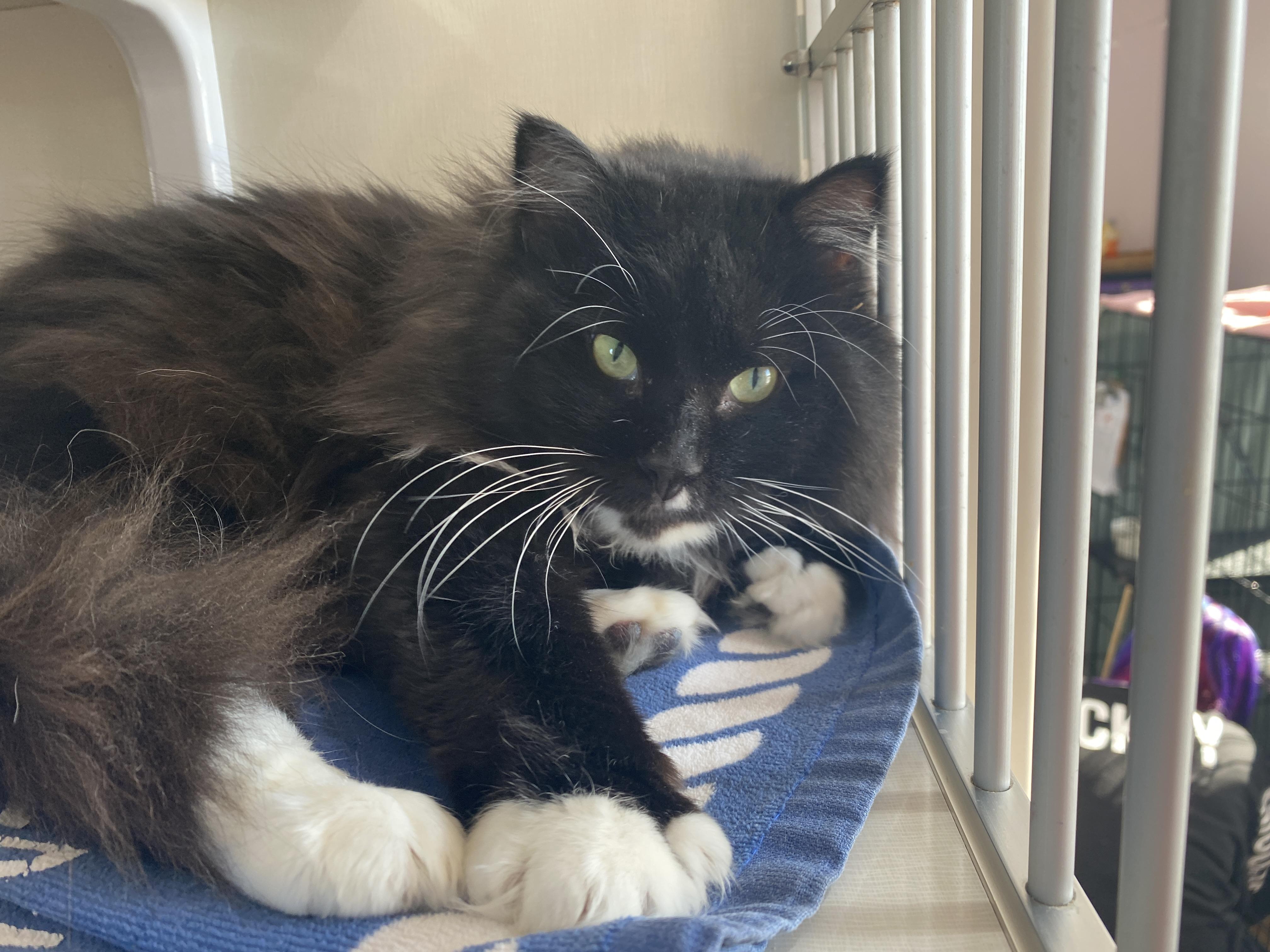 Enlarge Inspector Rokugu, an adopted Domestic Medium Hair in Salisbury, MA image 3/5