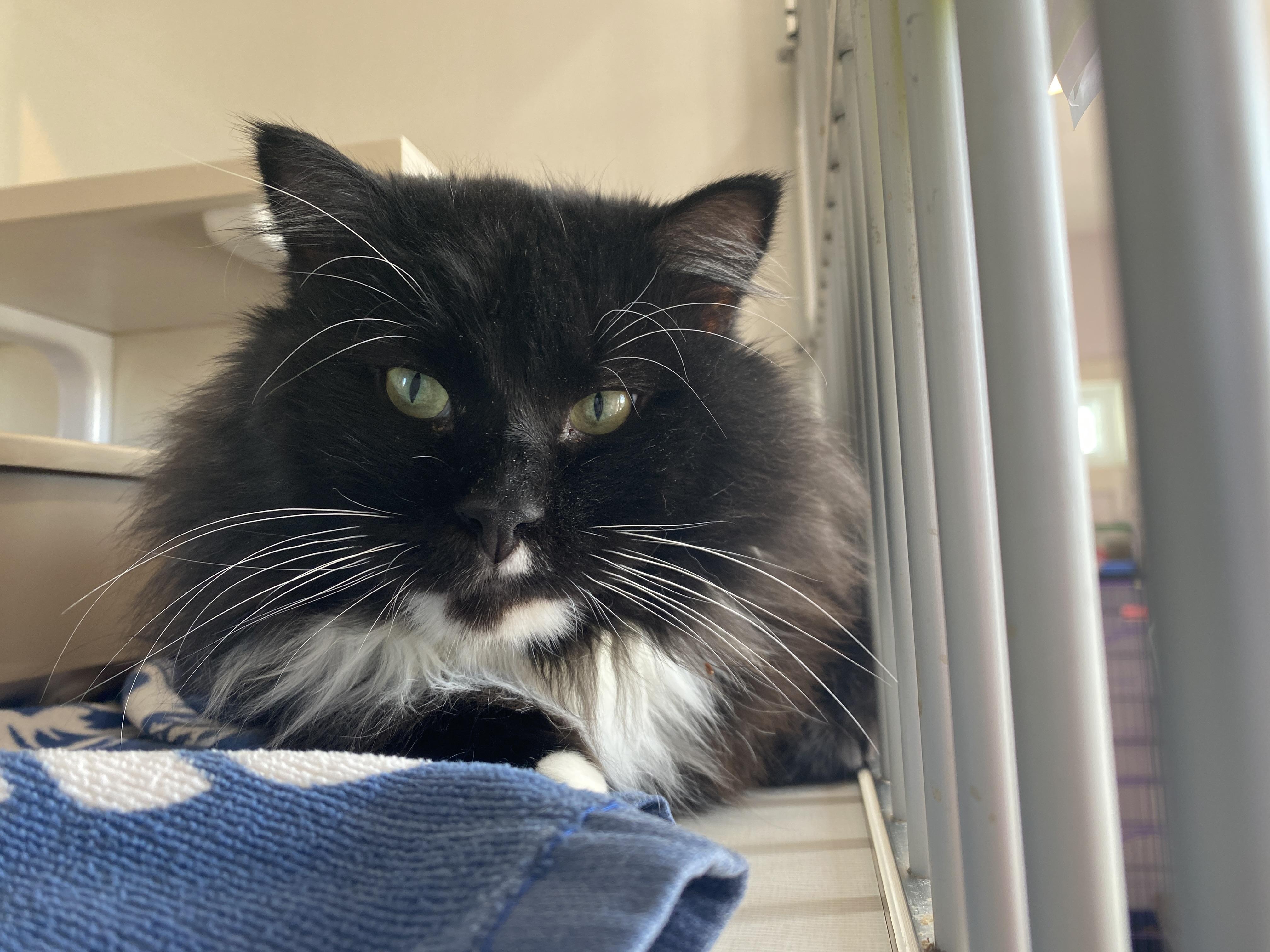 Enlarge Inspector Rokugu, an adopted Domestic Medium Hair in Salisbury, MA image 5/5