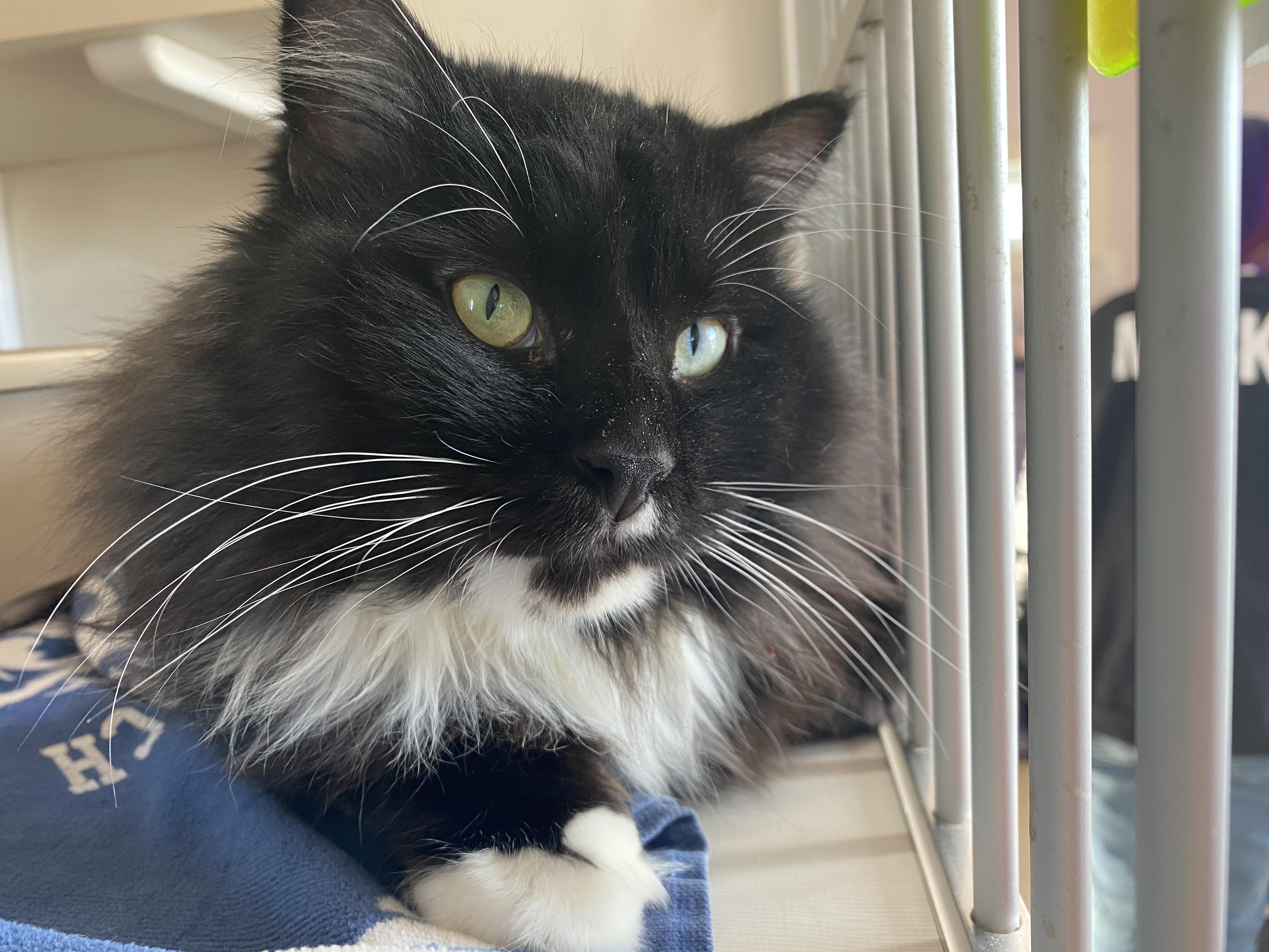 Enlarge Inspector Rokugu, an adopted Domestic Medium Hair in Salisbury, MA image 1/5