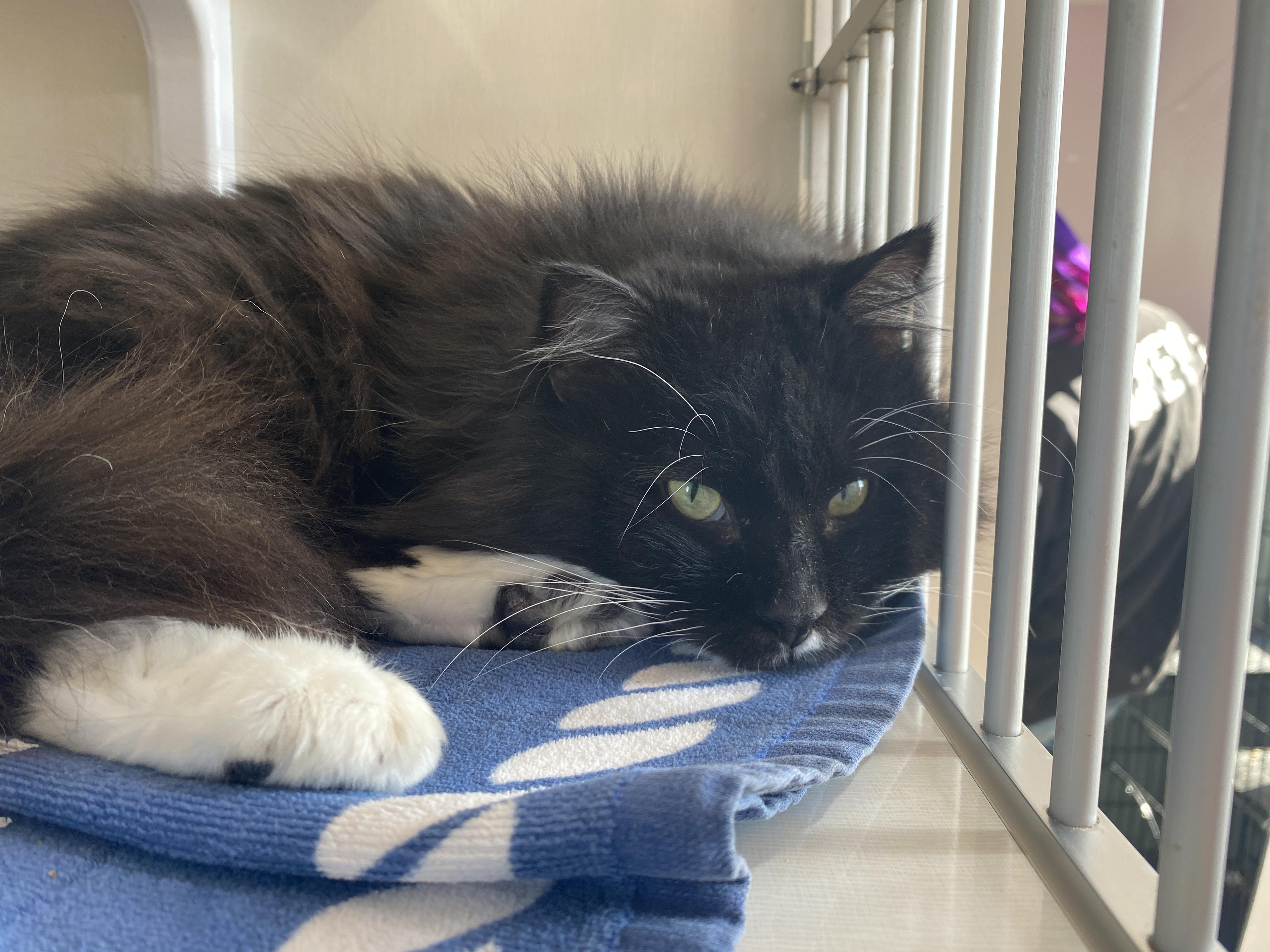 Enlarge Inspector Rokugu, an adopted Domestic Medium Hair in Salisbury, MA image 2/5