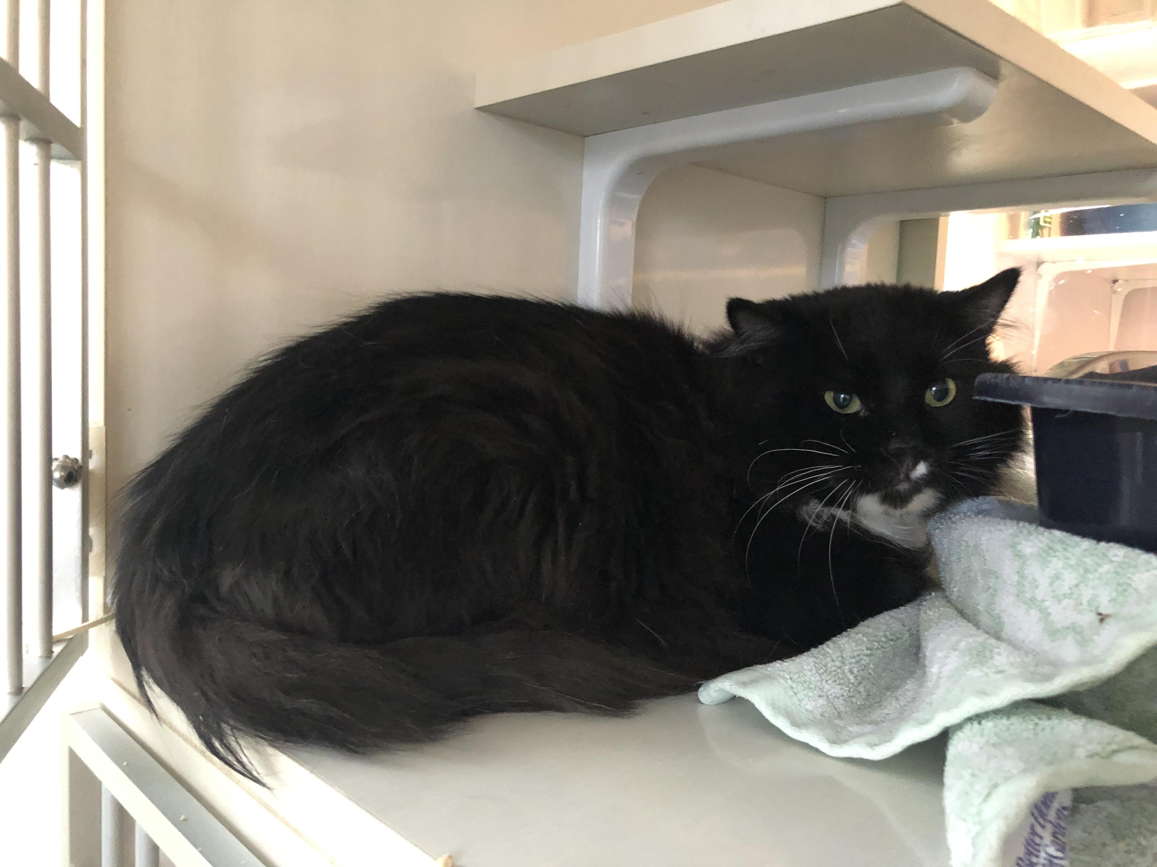 Inspector Rokugu, Adoptable, Adult Male Domestic Medium Hair.