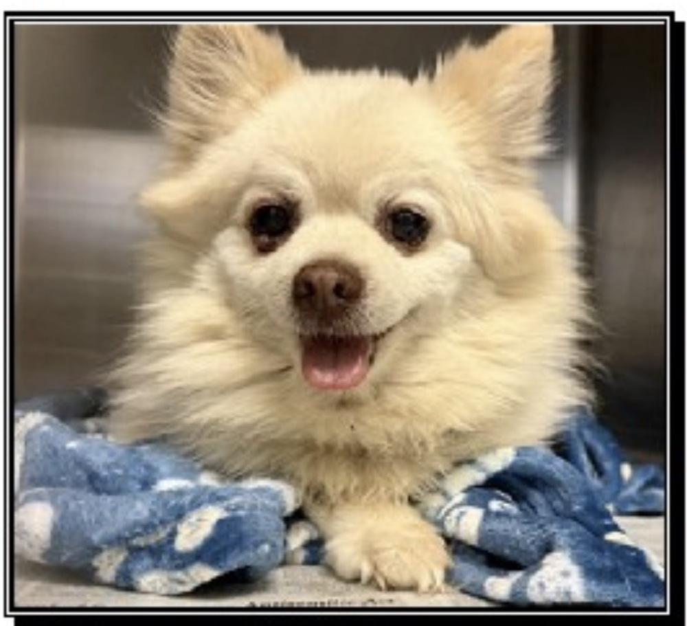 Enlarge Rocky Little Bit, a Adoptable Pomeranian in Jamestown, CA image 2/3