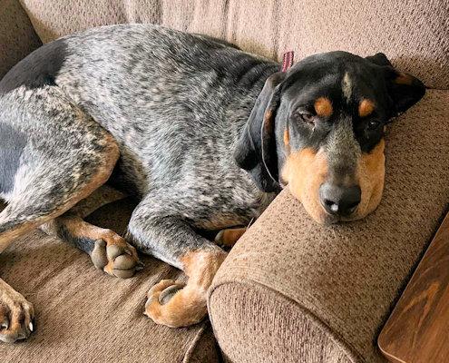 Duke & June (PA), a ADOPTABLE Bluetick Coonhound in Williamsburg, VA image 2/3