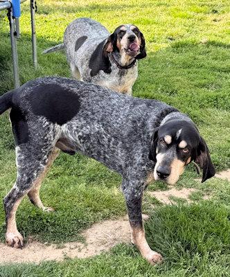 Duke & June (PA), a ADOPTABLE Bluetick Coonhound in Williamsburg, VA image 3/3