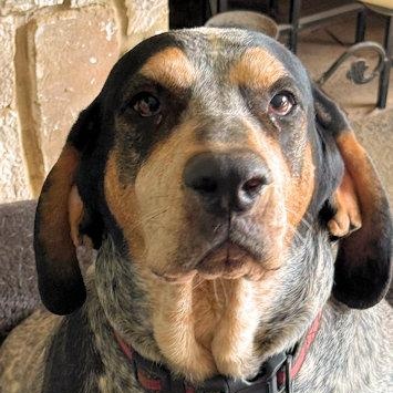 Duke & June (PA), ADOPTABLE, Adult Male Bluetick Coonhound.