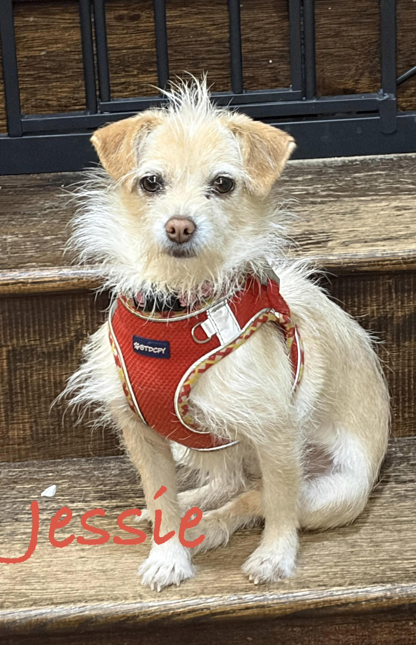 Jessica * OK, a Adoptable Wirehaired Terrier in Albert Lea, MN image 1/3