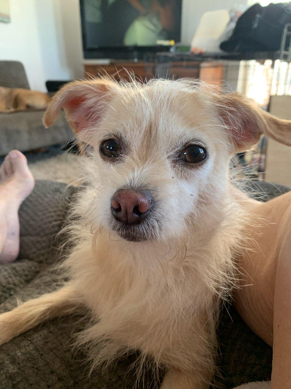 Jessica * OK, a Adoptable Wirehaired Terrier in Albert Lea, MN image 2/3