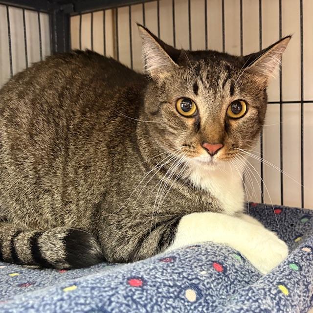 Apollo, Adopted, Adult Male Tabby.