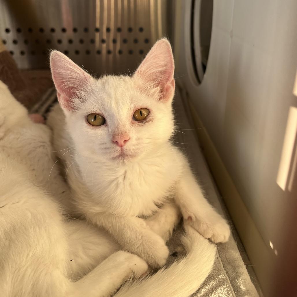Enlarge Quesadilla, a Adoptable Domestic Medium Hair in Pittsburg, KS image 1/1