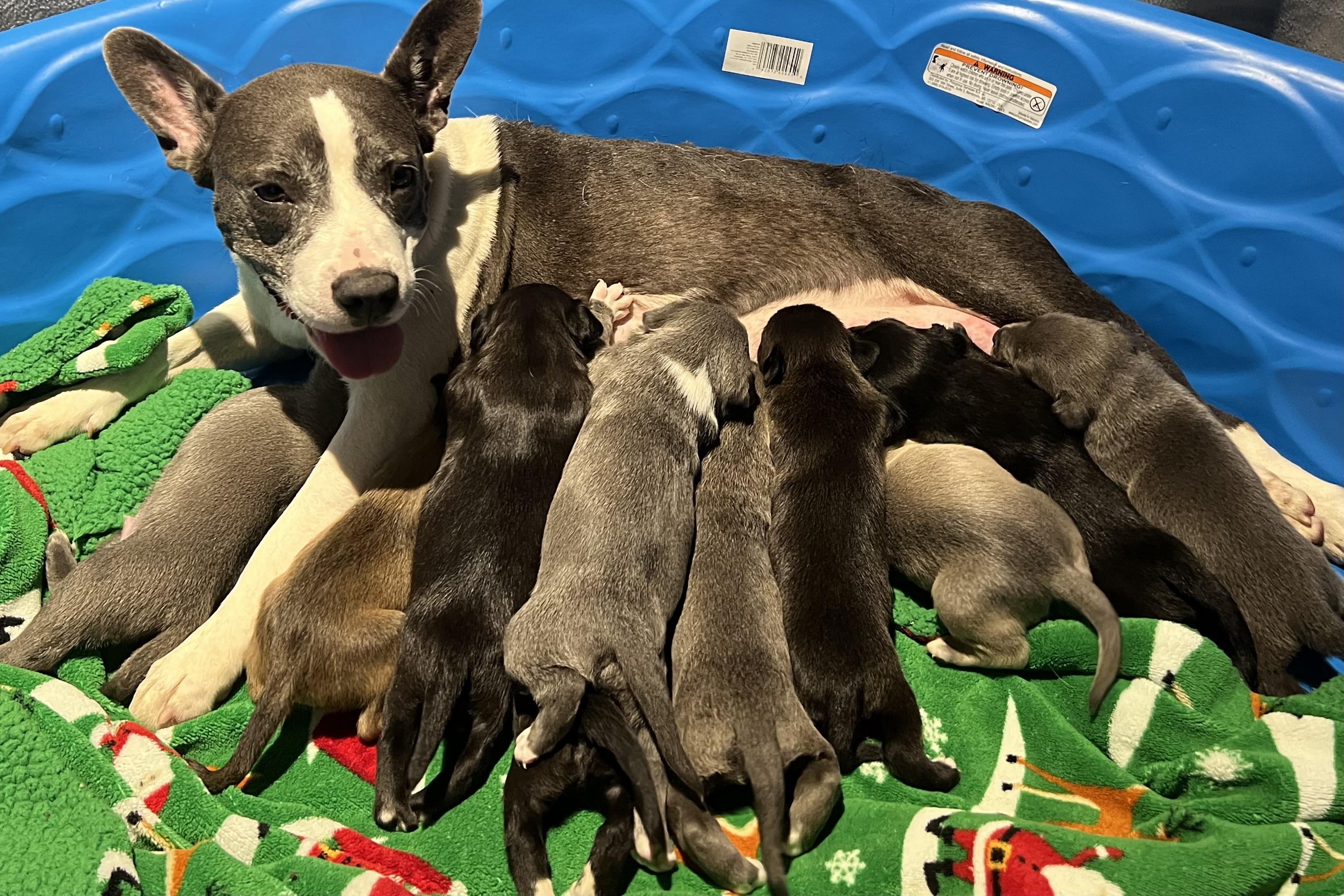 Stormy, a Adoptable mixed breed in Plant City, FL image 3/6