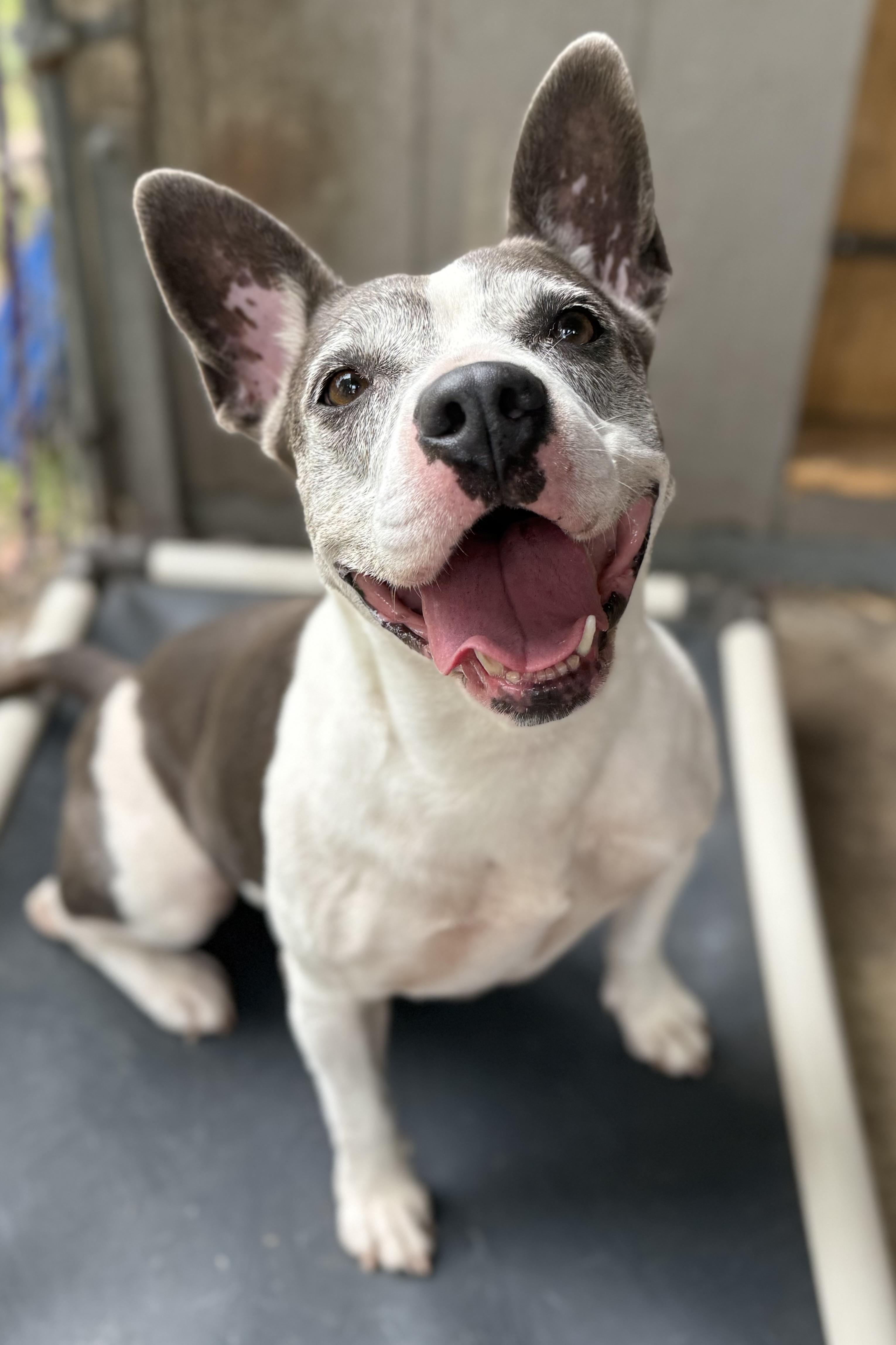 Enlarge Stormy, a Adoptable mixed breed in Plant City, FL image 1/6