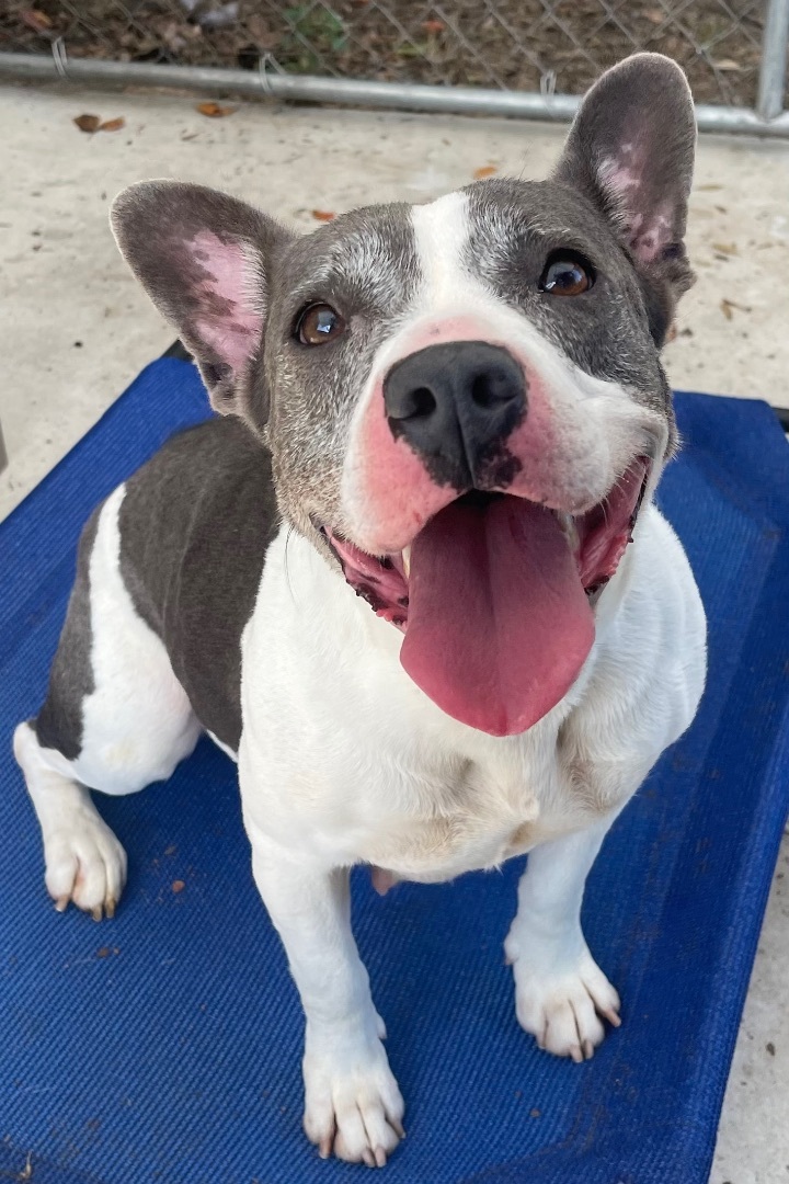 Stormy, an adoptable American Staffordshire Terrier, Pit Bull Terrier in Plant City, FL, 33567 | Photo Image 4