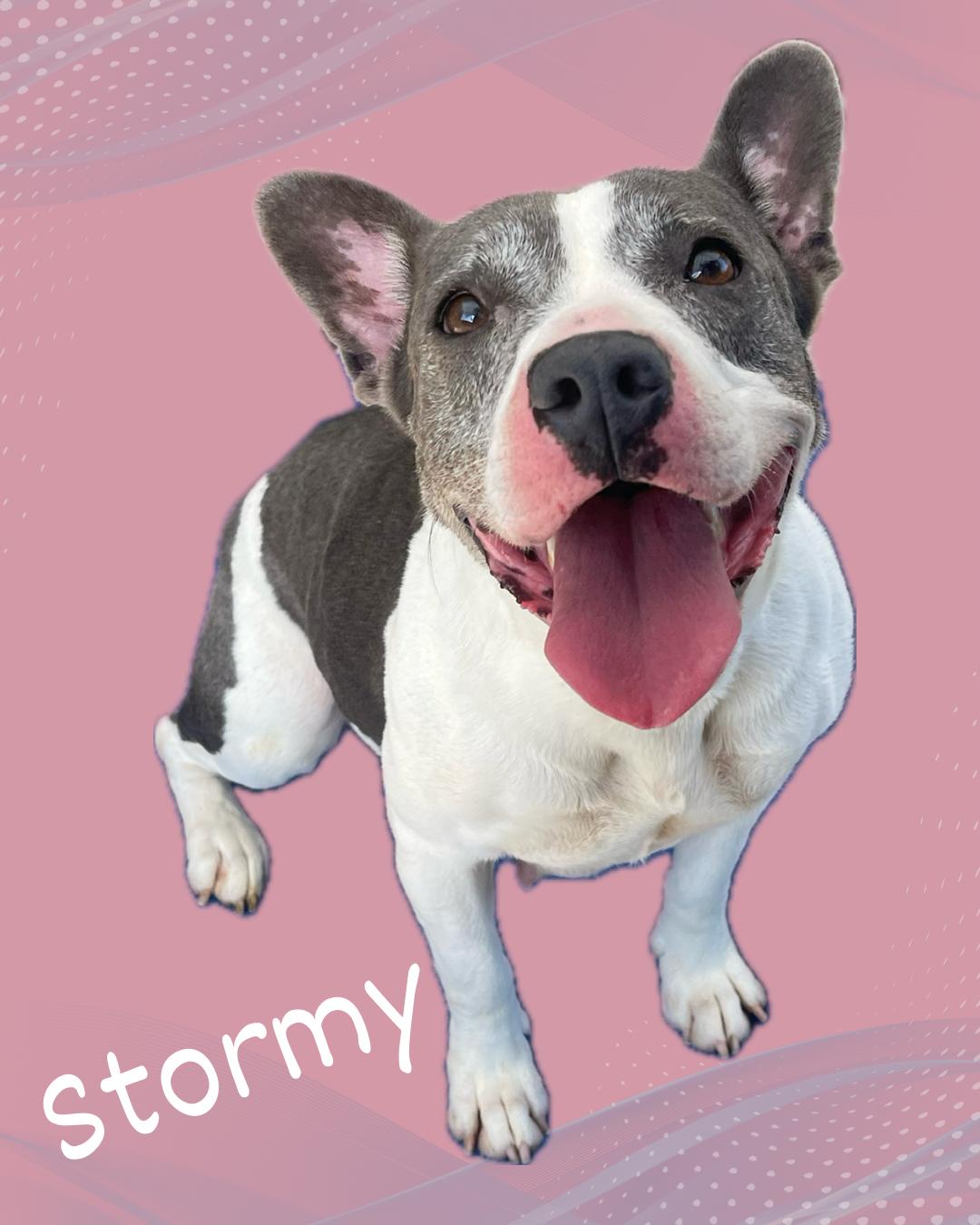 Stormy, Adoptable, Adult Female American Staffordshire Terrier & Pit Bull Terrier.