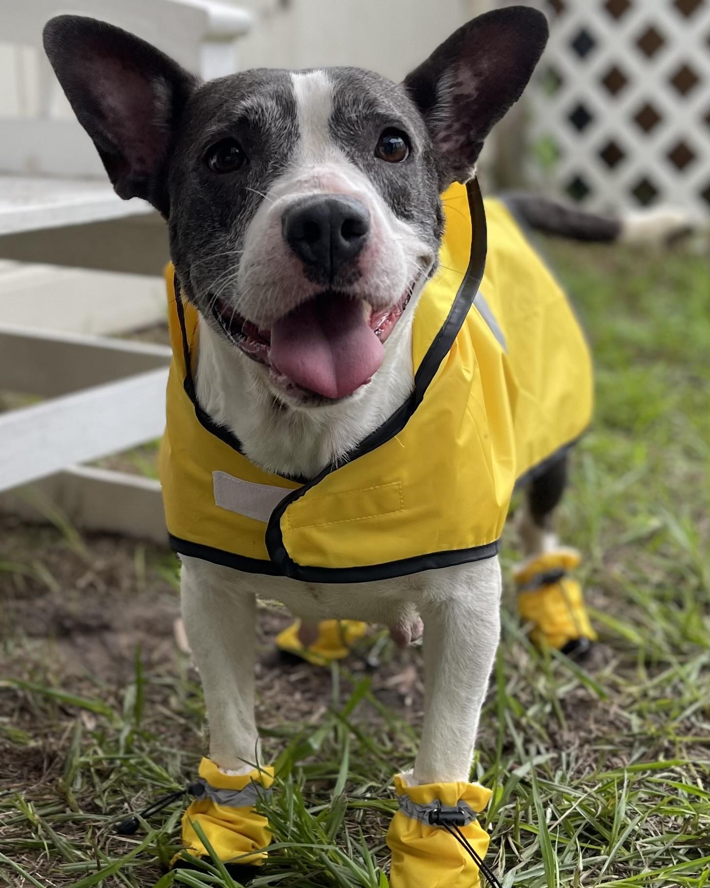 Stormy, Adult Female American Staffordshire Terrier