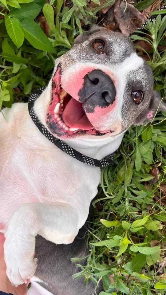 Stormy, an adoptable American Staffordshire Terrier, Pit Bull Terrier in Plant City, FL, 33567 | Photo Image 3