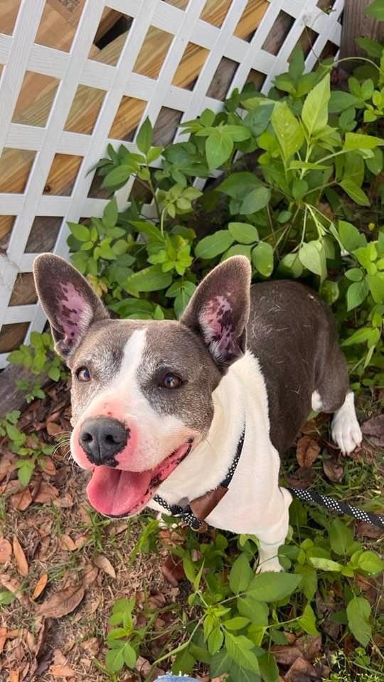 Stormy, an adoptable American Staffordshire Terrier, Pit Bull Terrier in Plant City, FL, 33567 | Photo Image 5