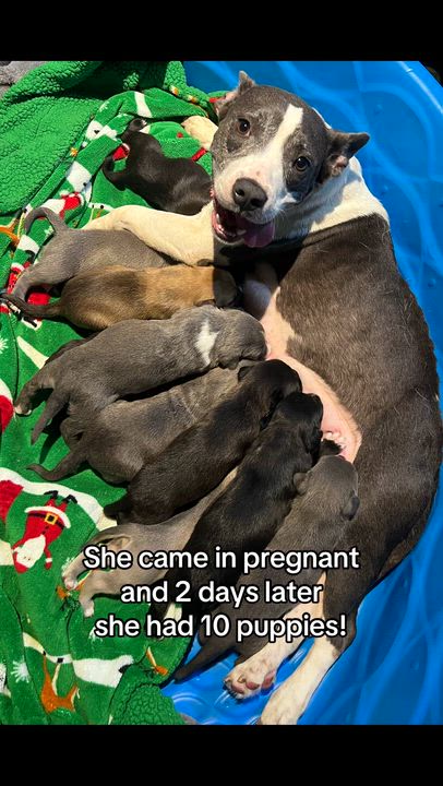 Enlarge Stormy, a Adoptable mixed breed in Plant City, FL video 2/7