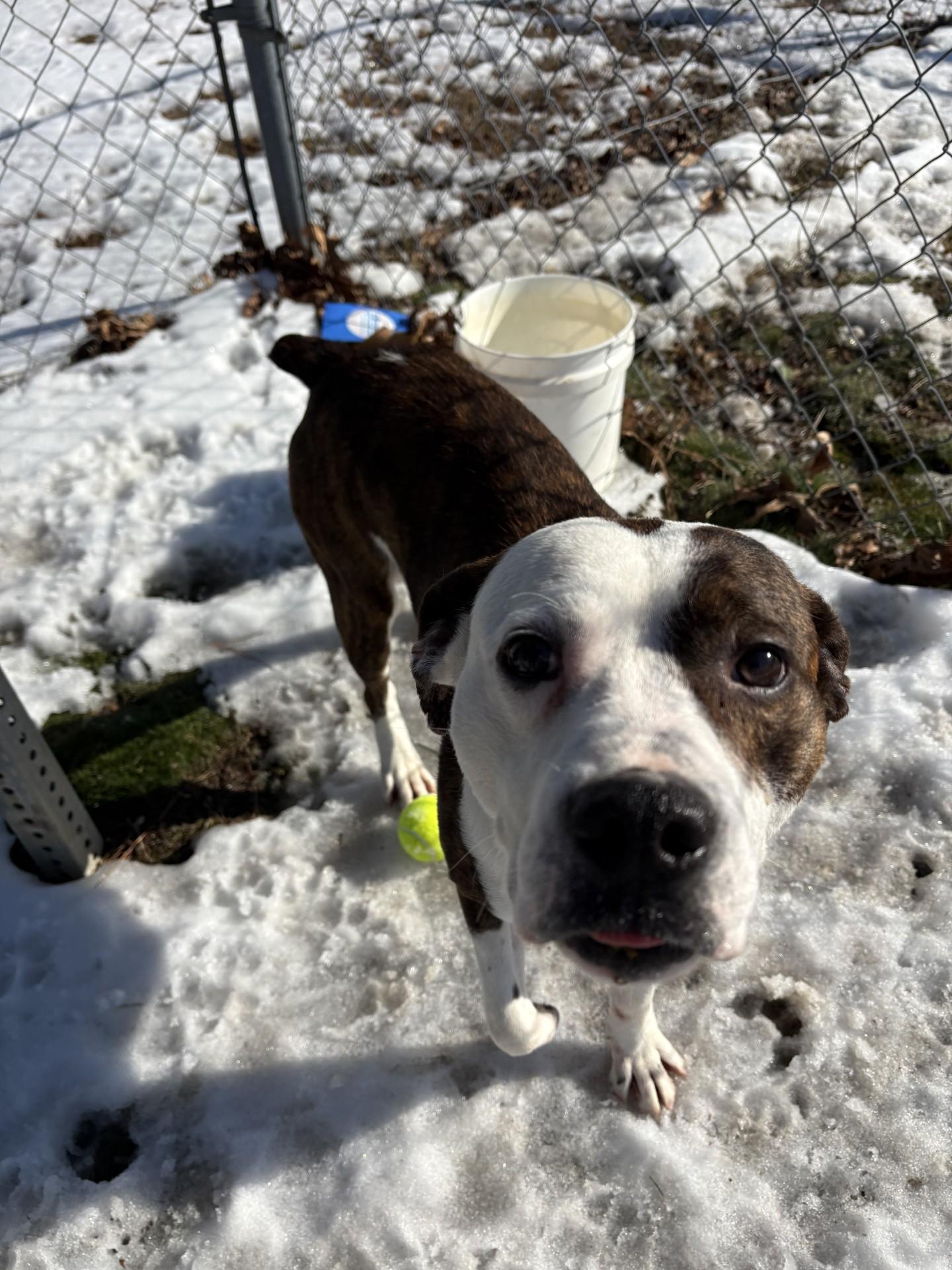 Chico, ADOPTABLE, Adult Male Boxer & Pit Bull Terrier.