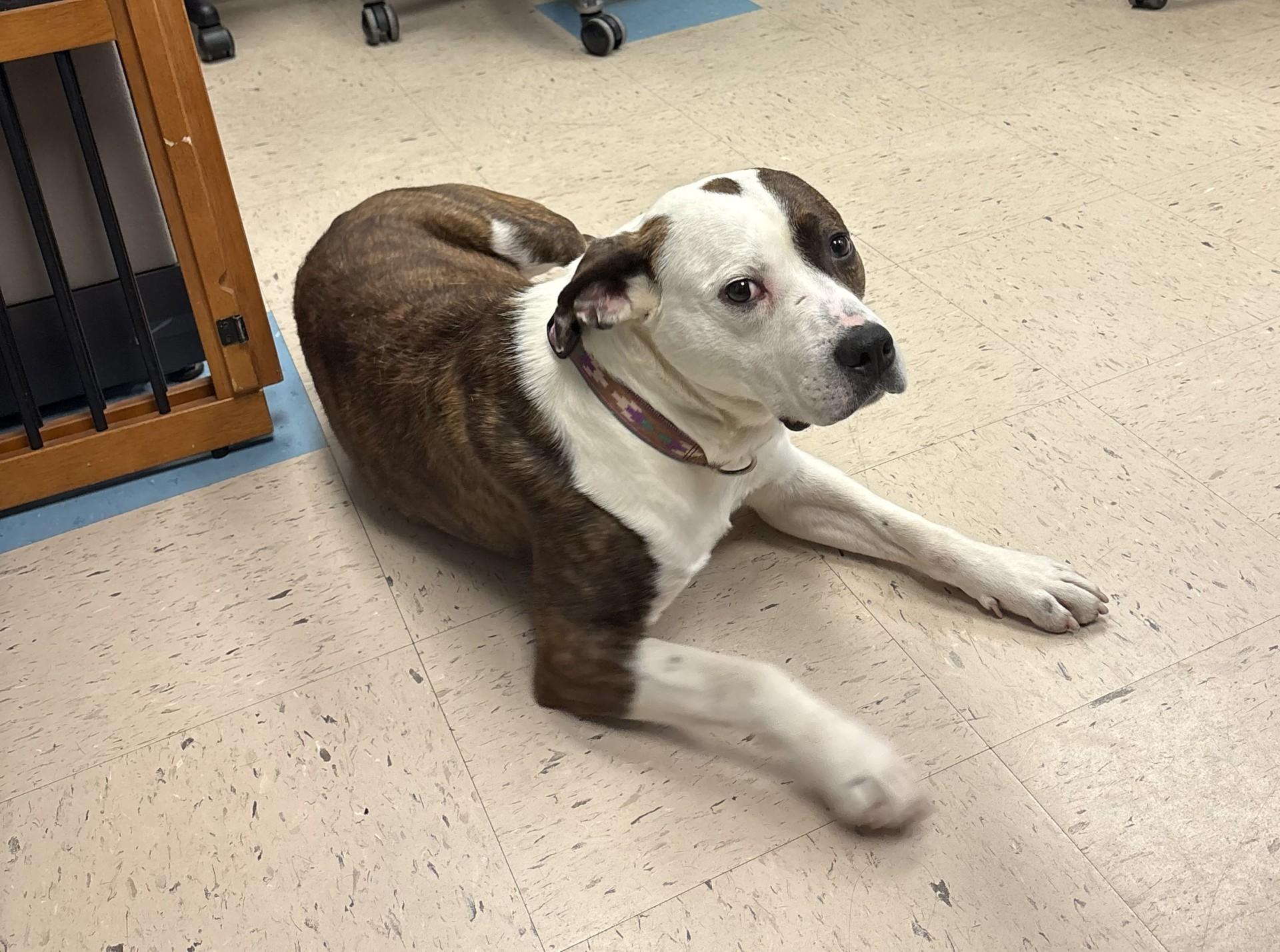 Enlarge Chico, a ADOPTABLE mixed breed in Ashland, VA image 3/4