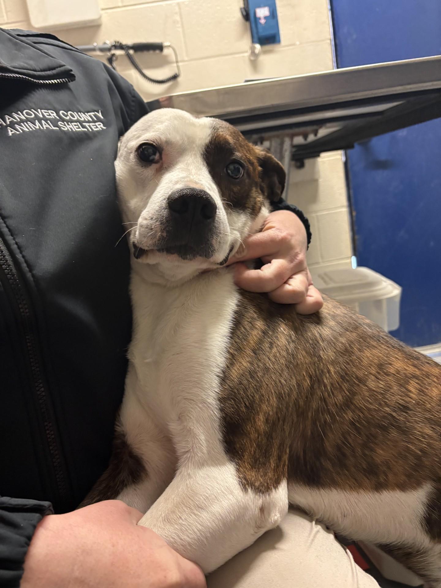 Chico, ADOPTABLE, Adult Male Pit Bull Terrier & Hound.