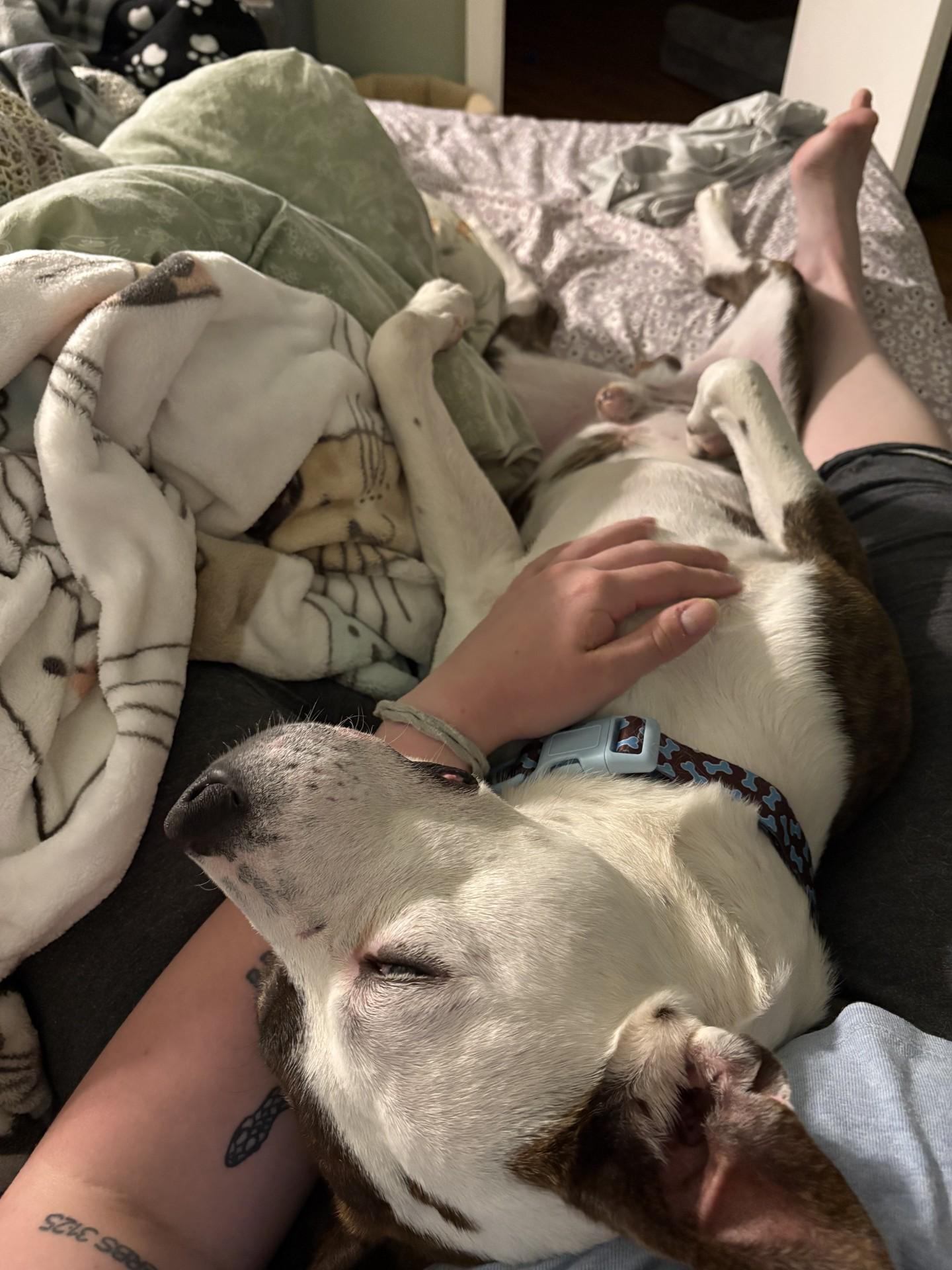 Enlarge Chico, a ADOPTABLE mixed breed in Ashland, VA image 2/6