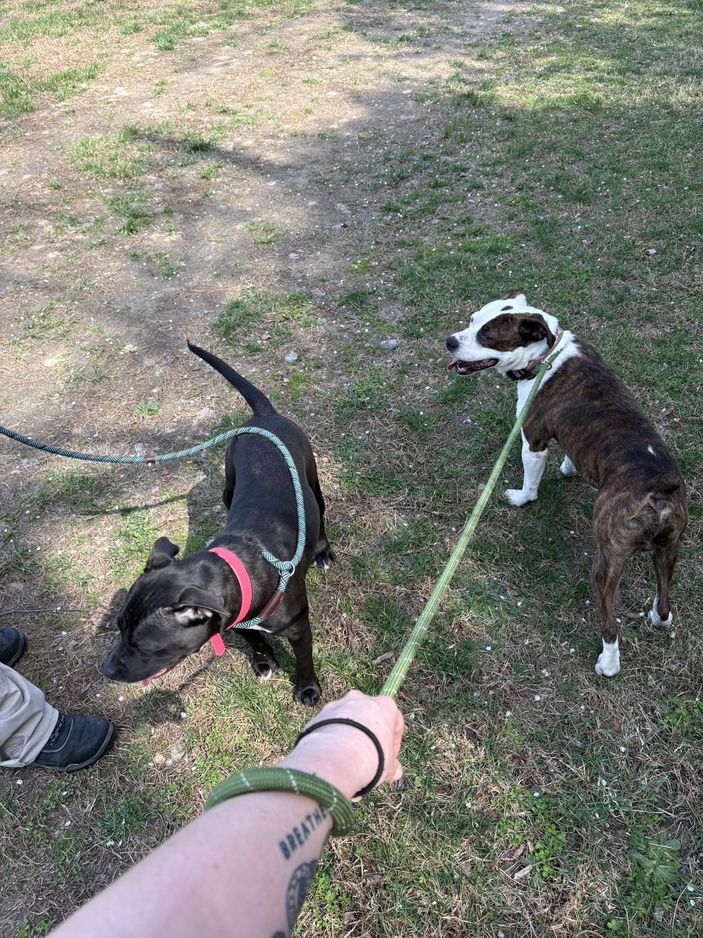 Enlarge Chico, a ADOPTABLE mixed breed in Ashland, VA image 4/4