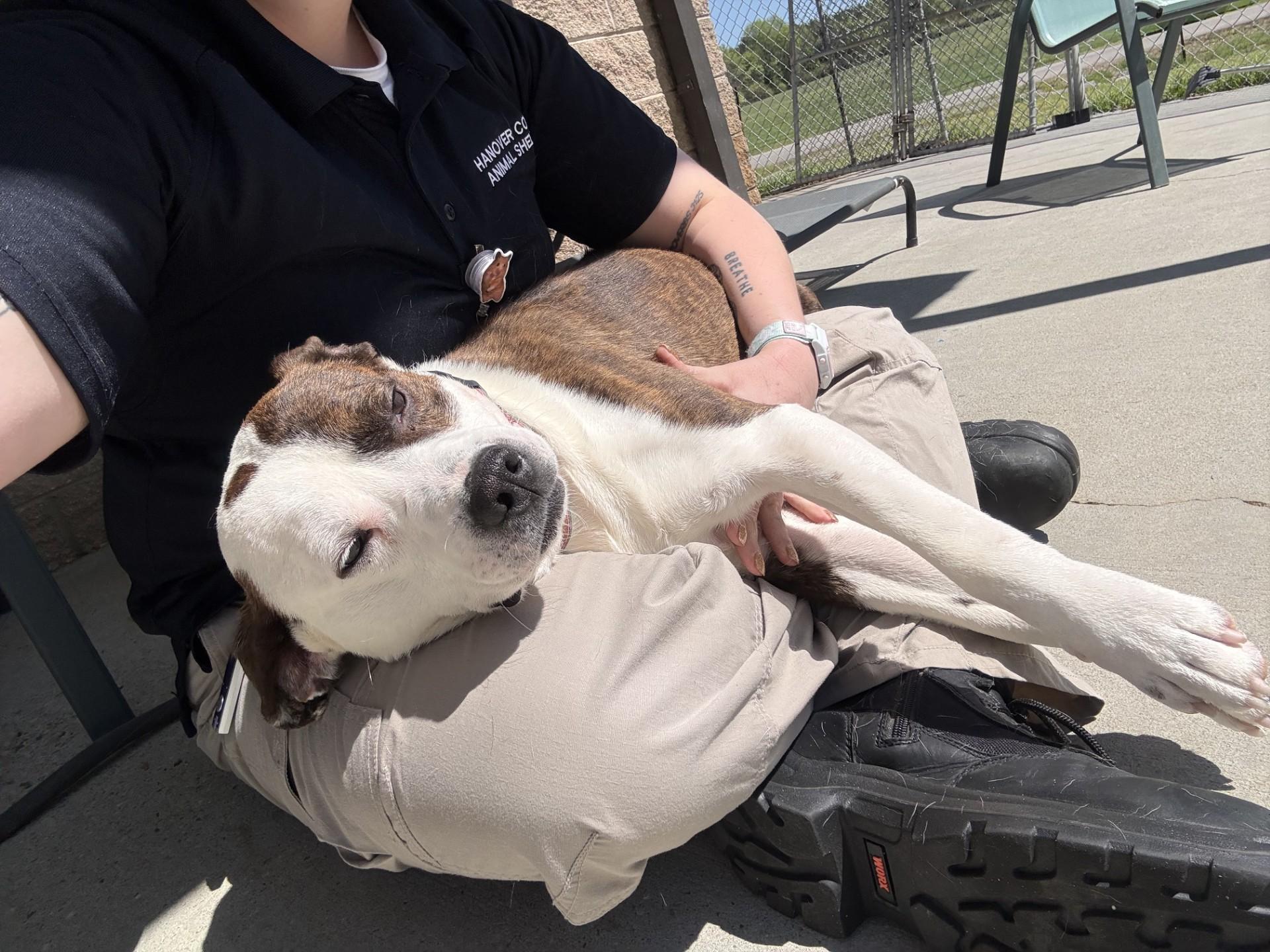 Enlarge Chico, a ADOPTABLE mixed breed in Ashland, VA image 5/6