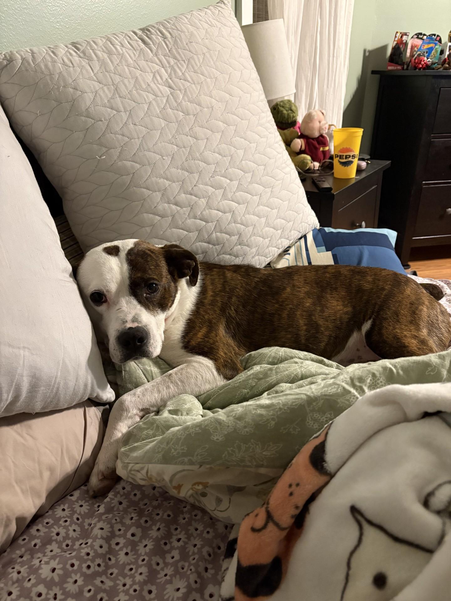 Chico, ADOPTABLE, Adult Male Boxer & Pit Bull Terrier.