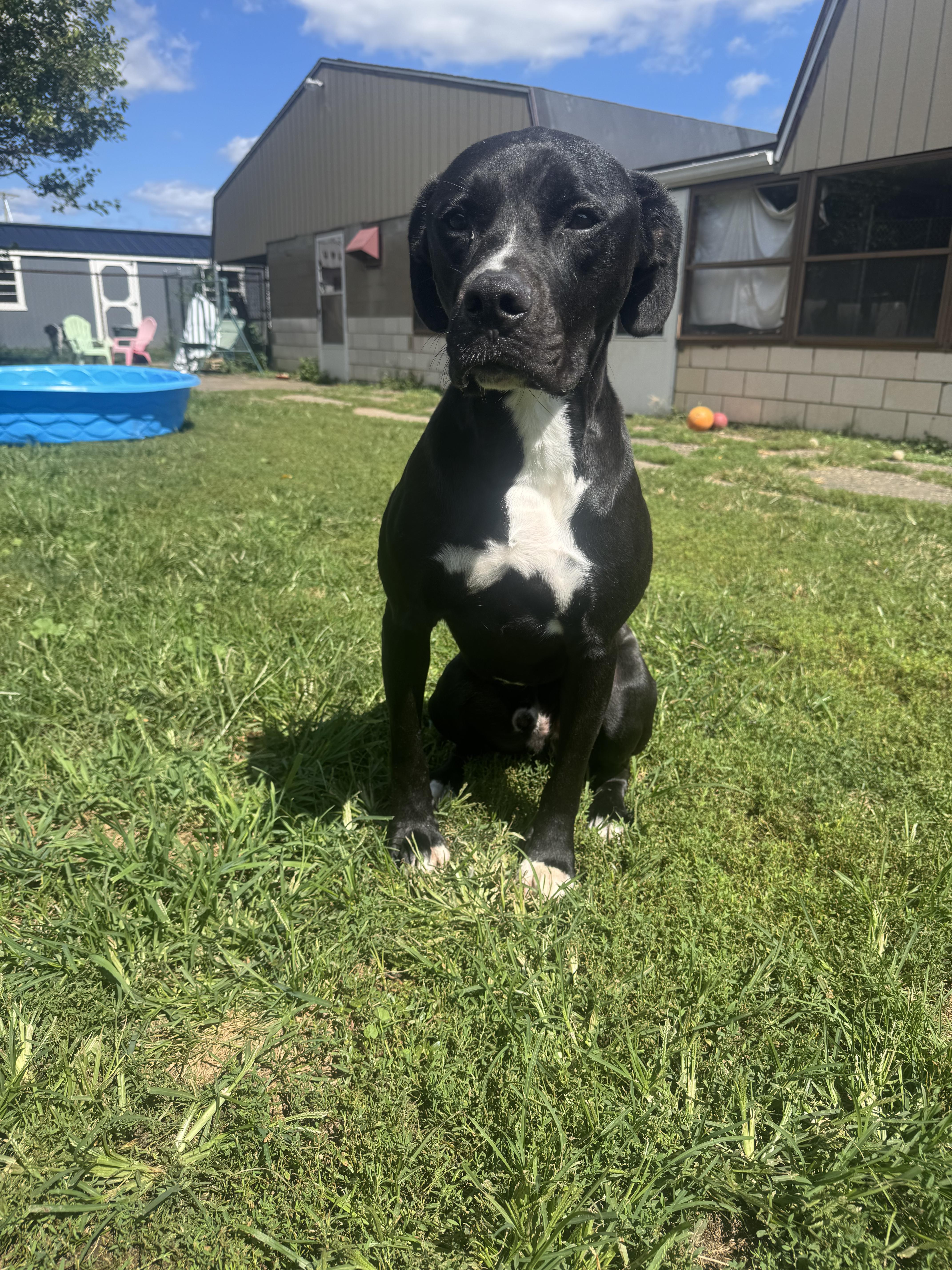 Harley, Adoptable, Adult Male Labrador Retriever.