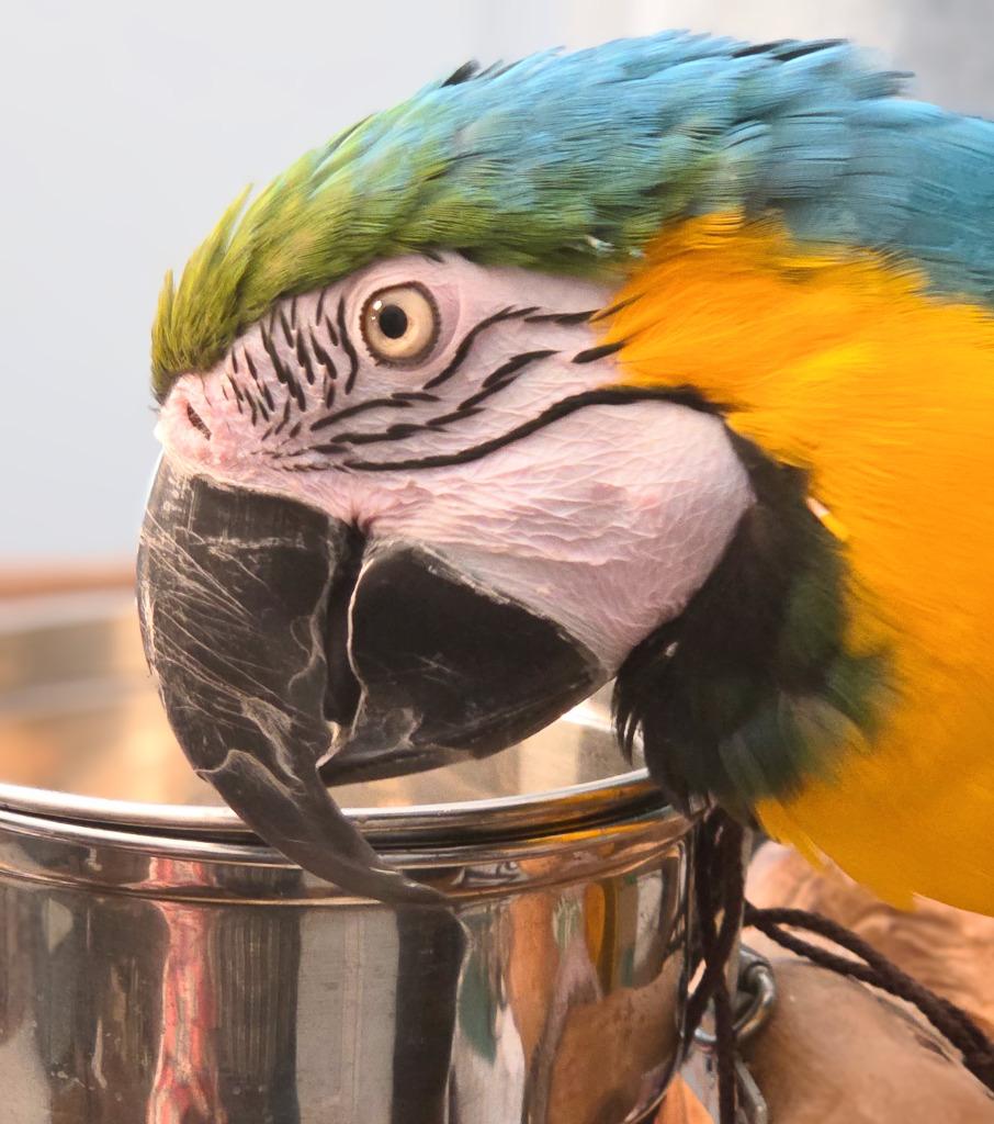 Federica, Adoptable, Senior Male Macaw.
