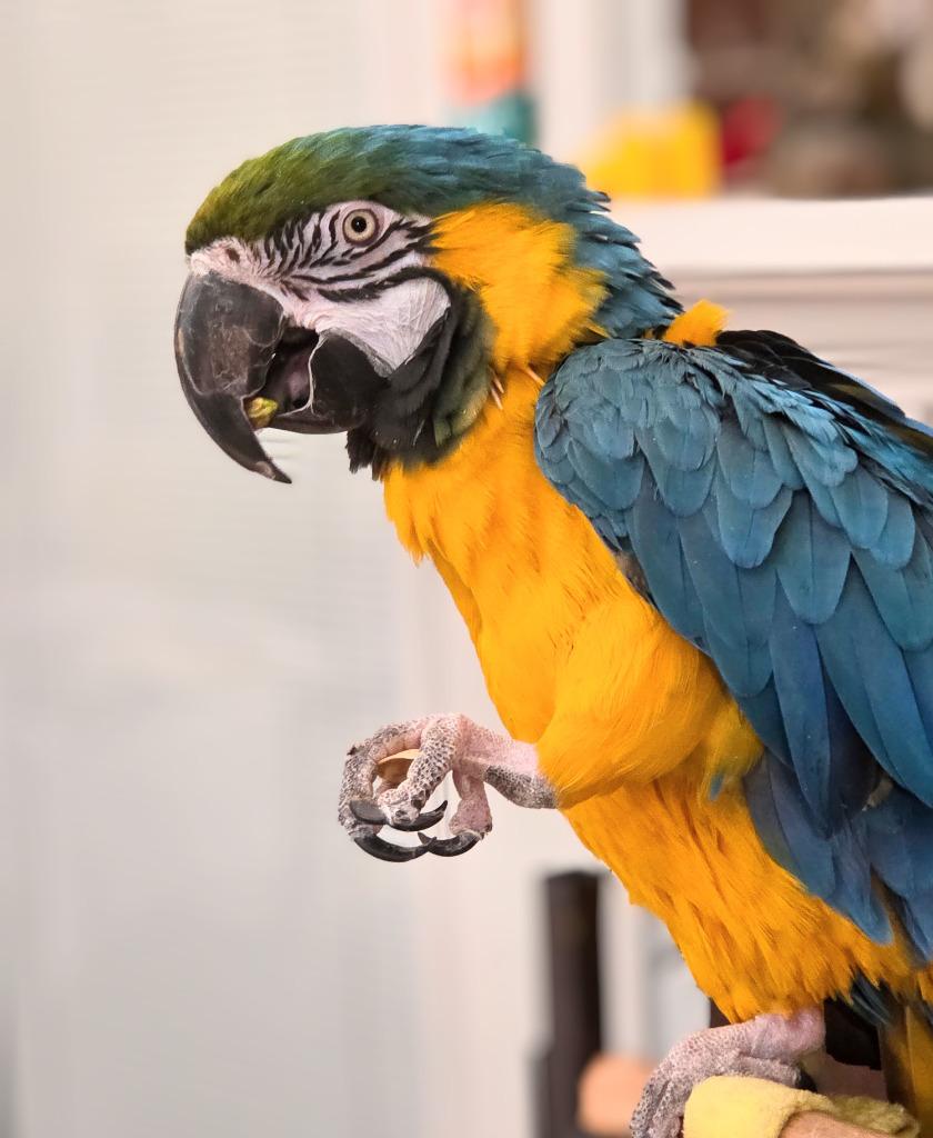 Enlarge Federica, a Adoptable Macaw in Ballwin, MO image 3/6