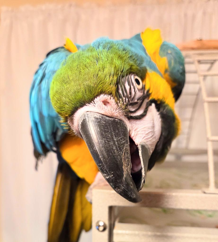 Enlarge Federica, a Adoptable Macaw in Ballwin, MO image 4/6