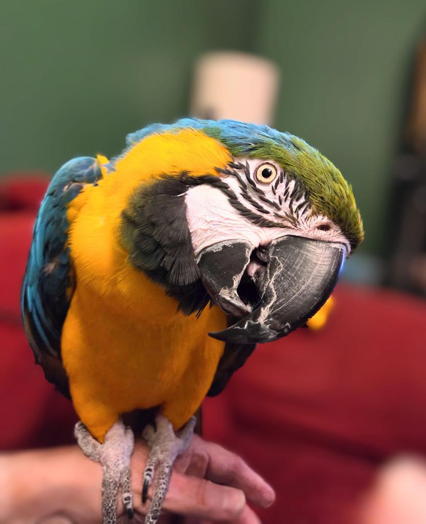 Enlarge Federica, a Adoptable Macaw in Ballwin, MO image 6/6