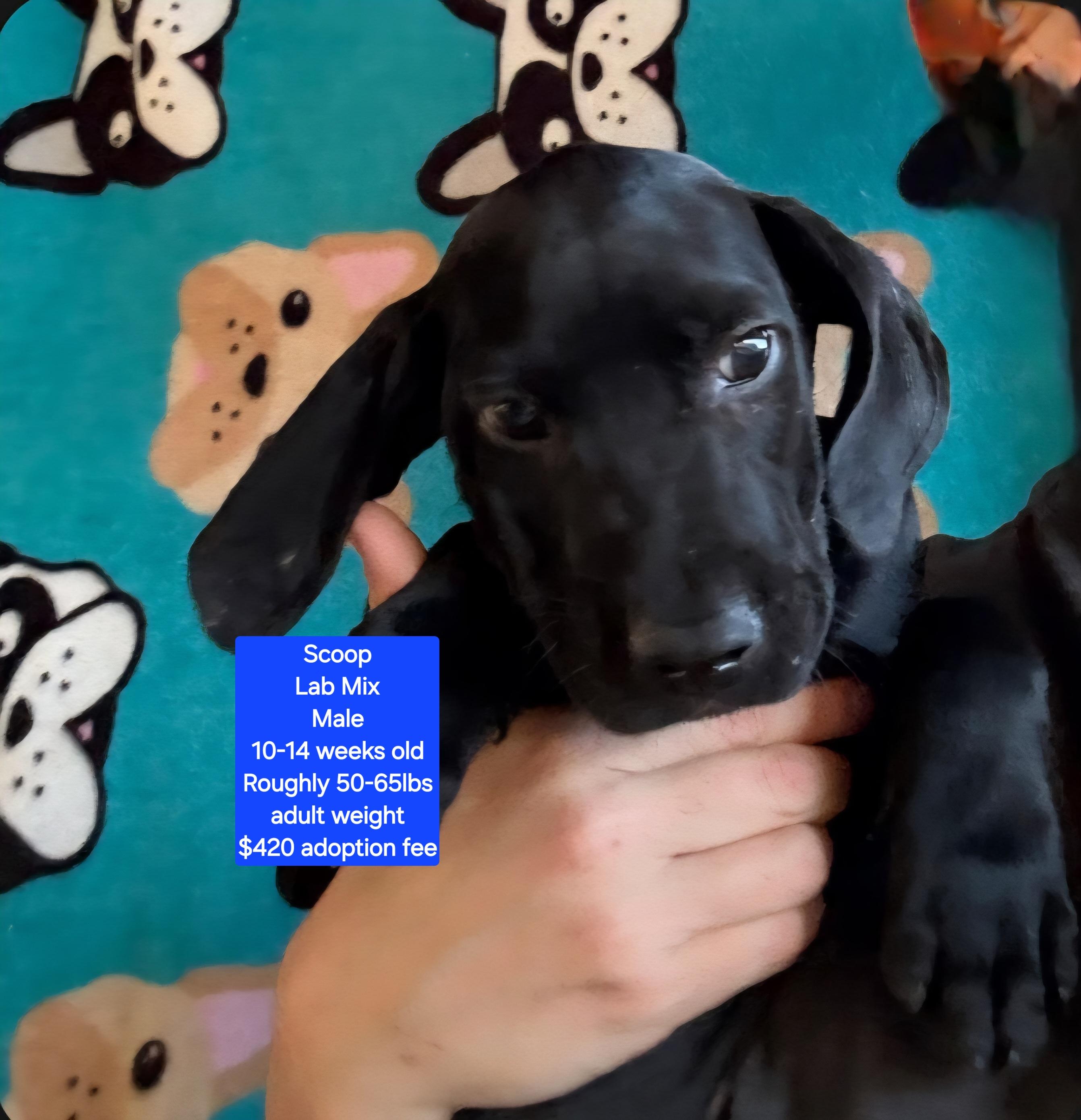 Enlarge Scoop, a Adoptable mixed breed in Oviedo, FL image 1/1