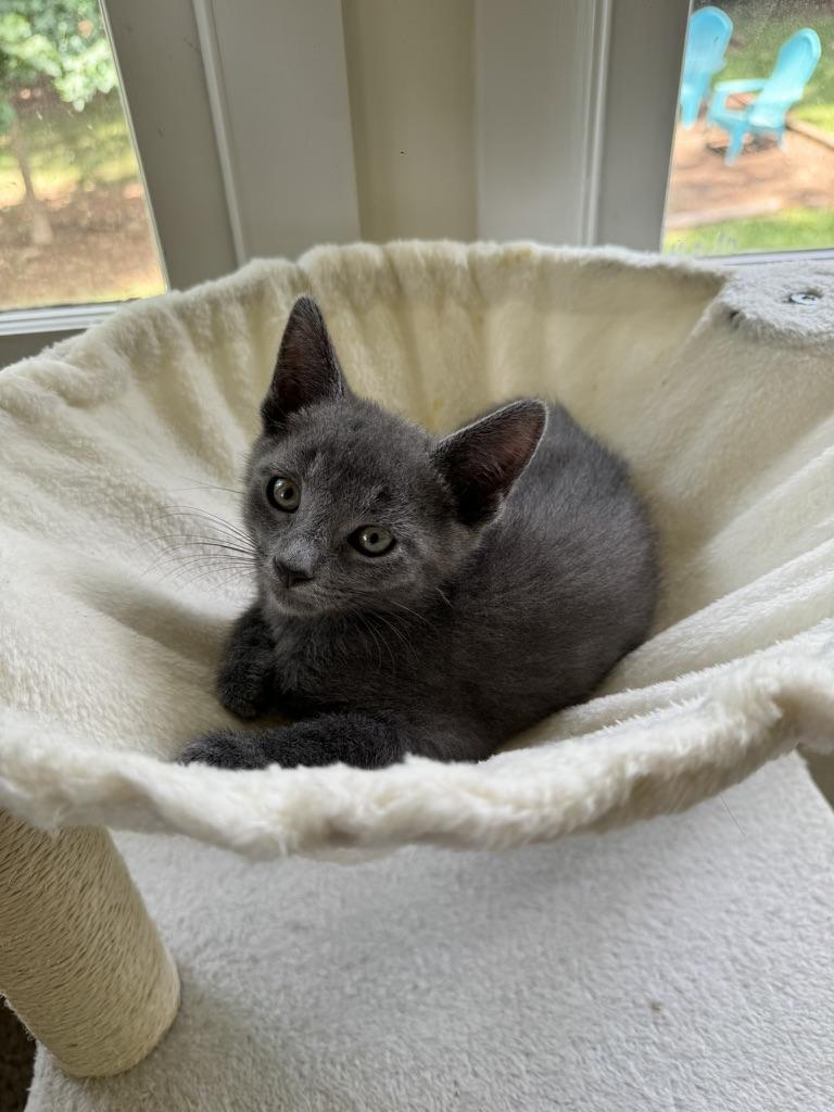 Enlarge Cricket, a Adopted Domestic Short Hair in Stockbridge, GA image 4/6