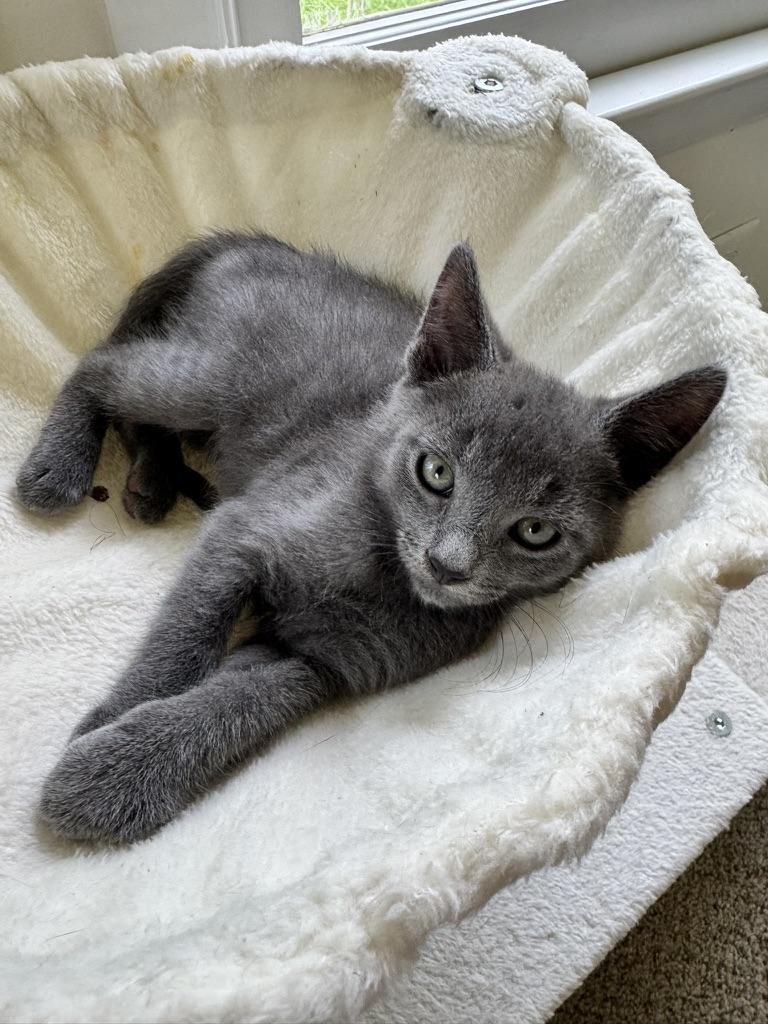 Cricket, Adopted, Young Male Domestic Short Hair.