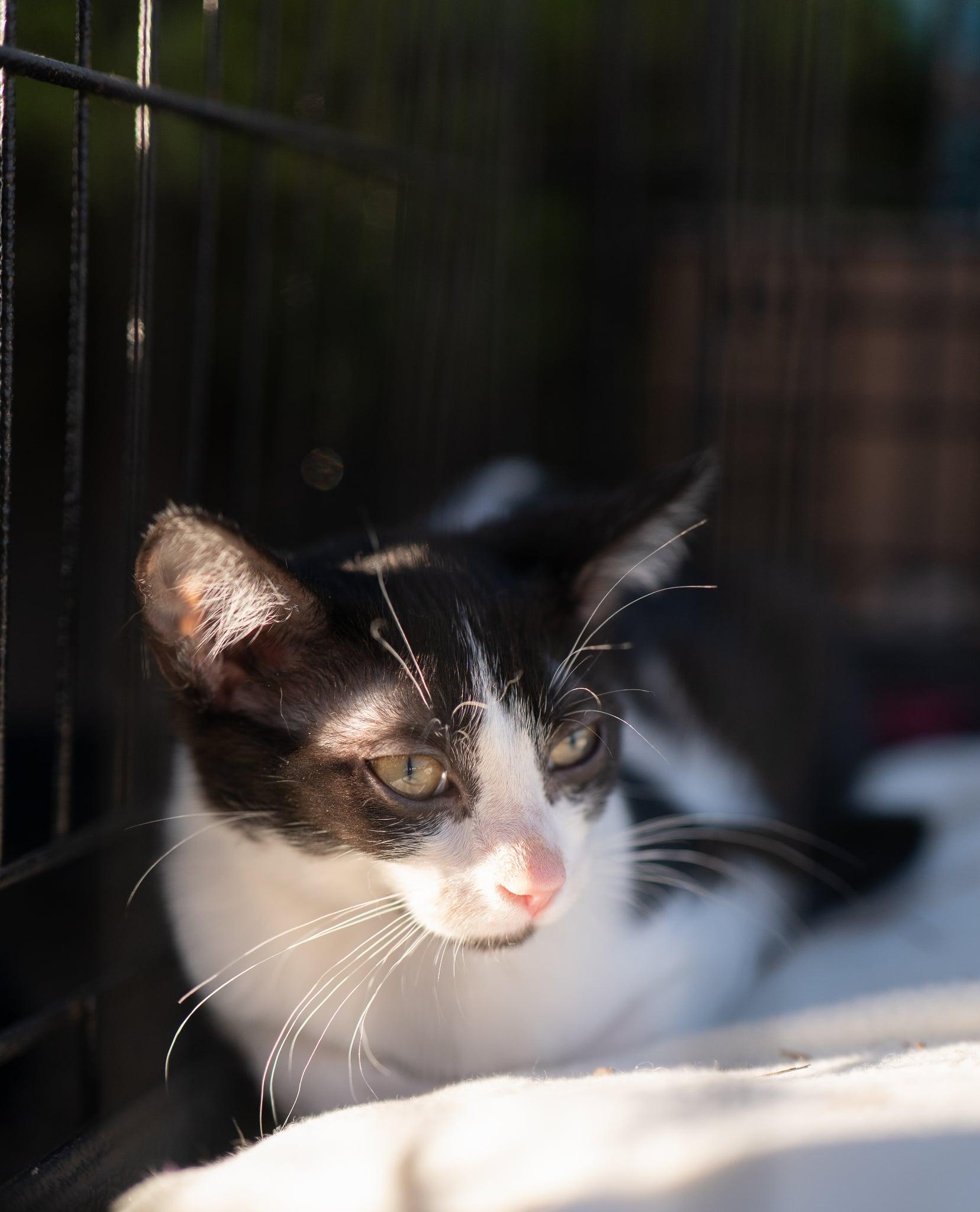 Enlarge Flower, a Adoptable Domestic Medium Hair in Valley City, ND image 3/5