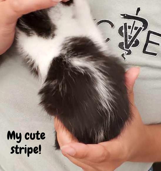 Enlarge Flower, a Adoptable Domestic Medium Hair in Valley City, ND image 5/5