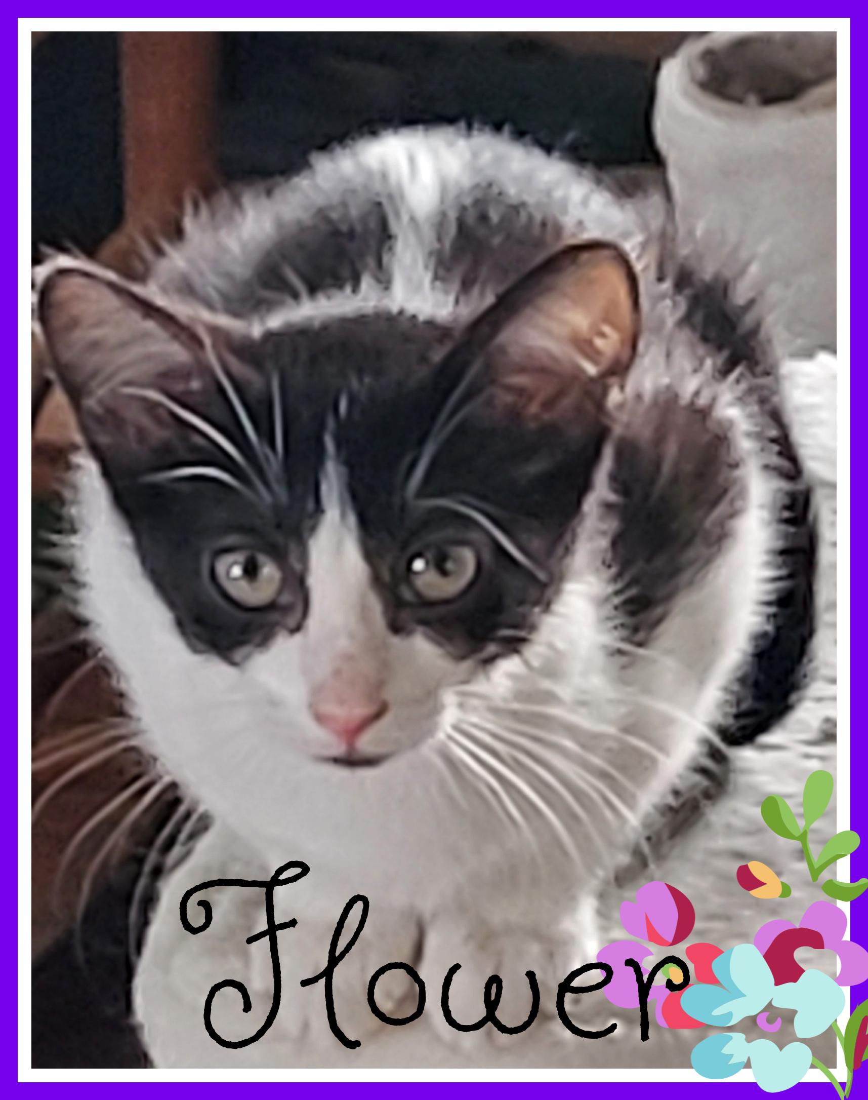 Enlarge Flower, a Adoptable Domestic Medium Hair in Valley City, ND image 2/5