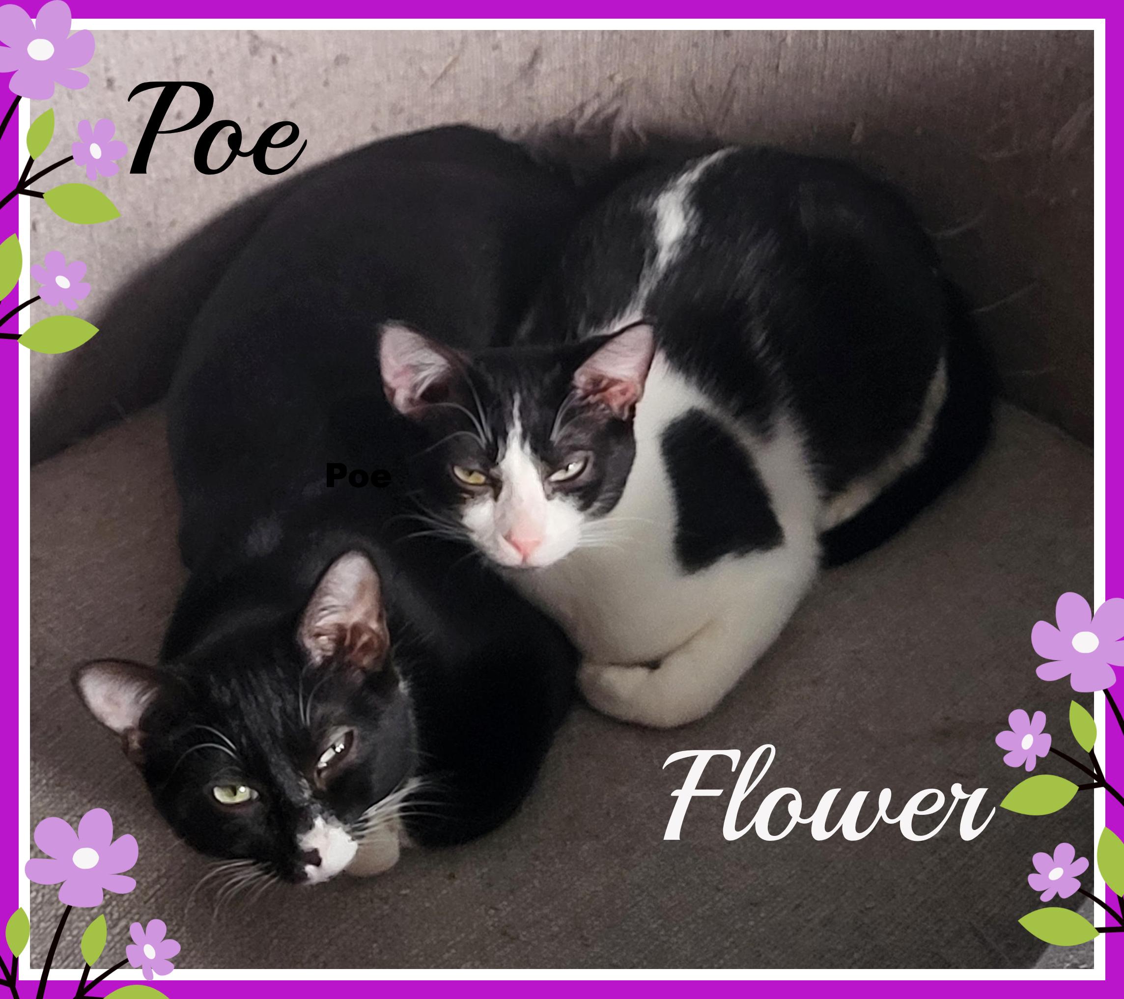 Flower, Adoptable, Young Female Domestic Medium Hair.