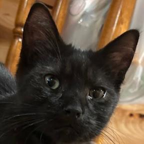 Enlarge River, a Adoptable mixed breed in Grand Rapids, MN image 1/3