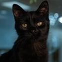 River, Adoptable, Young Male Domestic Short Hair & Domestic Short Hair.
