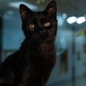 River, Adoptable, Young Male Domestic Short Hair & Domestic Short Hair.