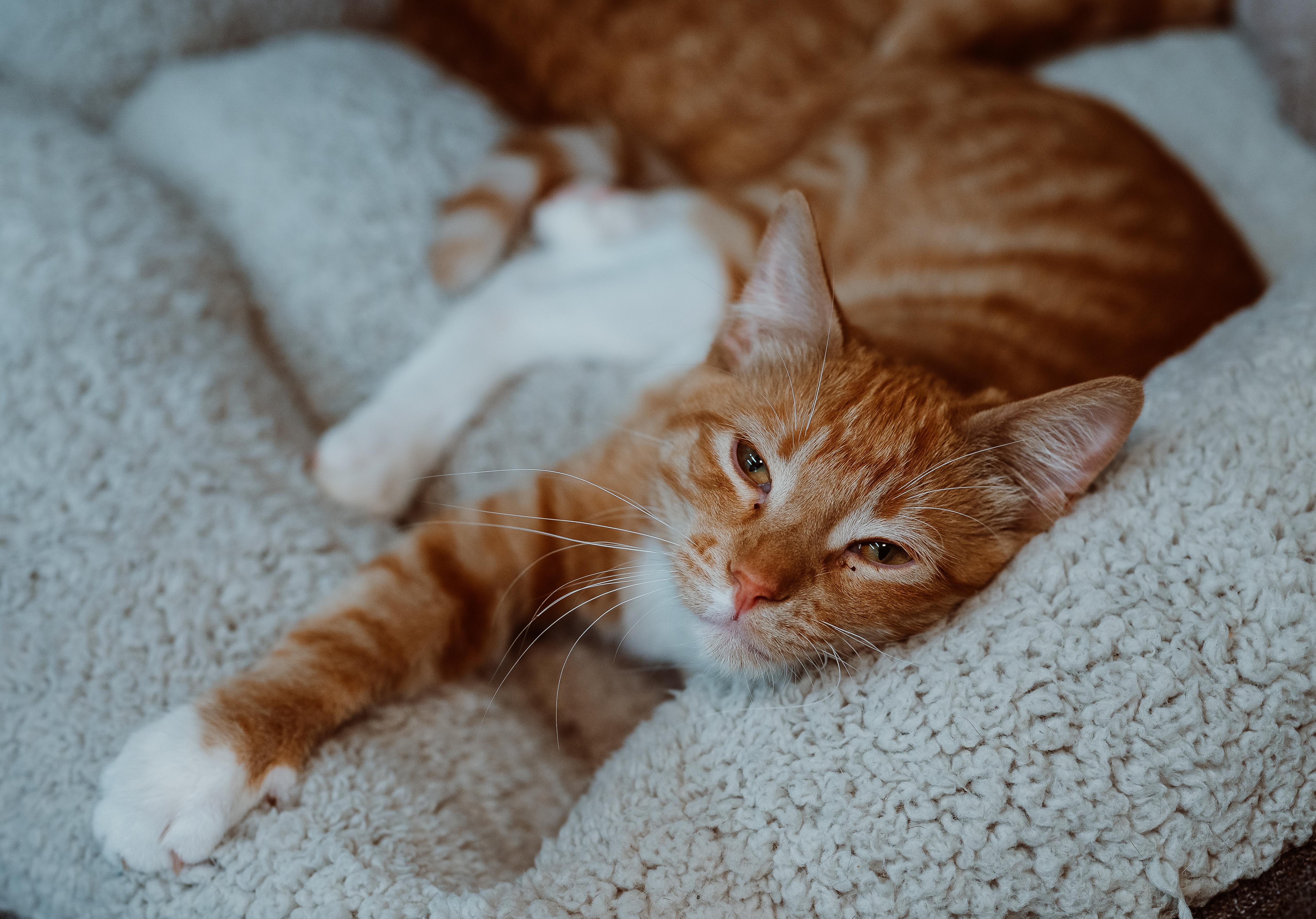 Enlarge Audi, a Adoptable Domestic Short Hair in Le Mars, IA image 1/1