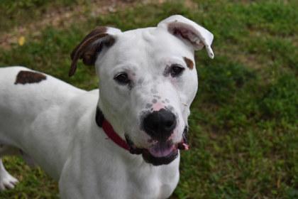 Cheddar, a Adoptable mixed breed in Kansas City, MO image 1/3