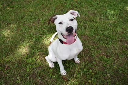 Cheddar, a Adoptable mixed breed in Kansas City, MO image 2/3