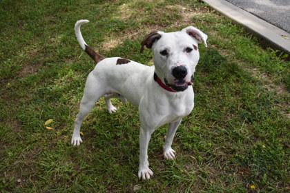 Cheddar, a Adoptable mixed breed in Kansas City, MO image 3/3