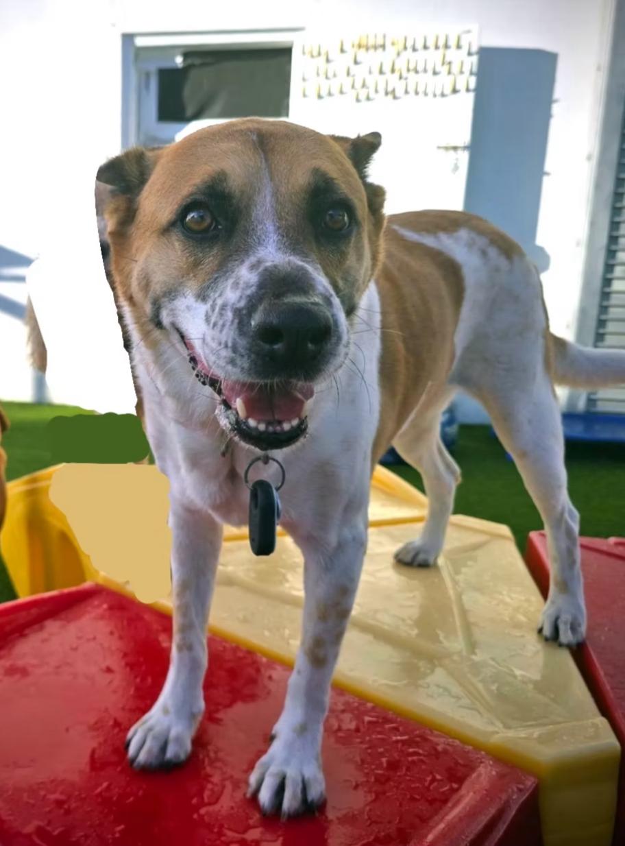 Cosi, Adoptable, Adult Female Cattle Dog.